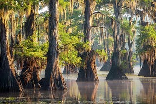 body of water with cypress trees and Spanish moss in it