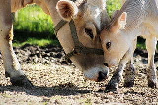 Teach Children to Love Animals