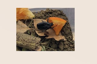 養甲蟲的二三事：COVID-19期間一件很小很美的故事