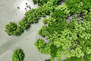 World Biodiversity Day 2025: Restoring Balance Through Conservation