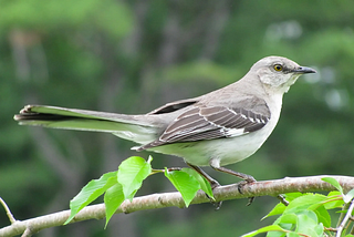 PERO MÁS AMO A MI HERMANO: EL HOMBRE