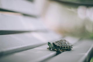 Can Turtles be Taught to Trade?