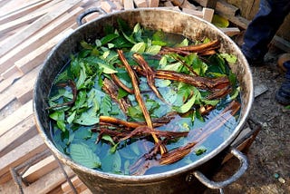 Ayahuasca Brewing in a pot