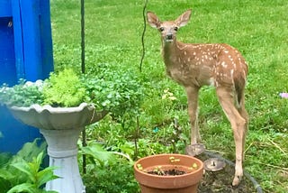 a baby deer standing by potted plants in a yard. There is a blue building off to the side and the grass is growing longer