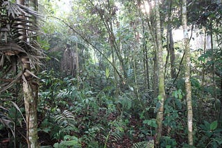 The Benefits of Compromise for the Rainforest