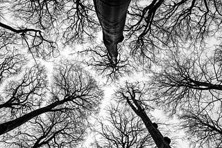Why Trees Don’t Touch: The Science and Philosophy of Crown Shyness