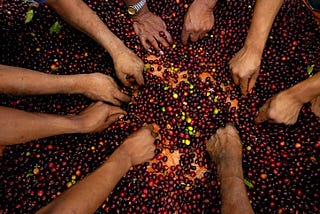 The Real-World Benefits of Fair Trade Coffee