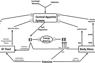 What is the effect of stress on the human appetite?