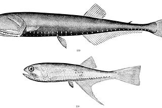 The Most Abundant Animal on Earth Is One You’ve Never Heard Of