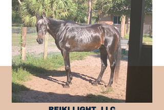 Crystal Reiki: A Horse Story