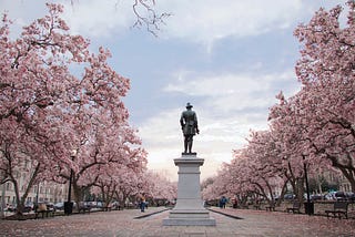 Cherry blossoms in D.C. Photo by Tessa Rampersad on Unsplash