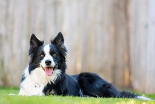 Border Collie Eğitimi ve Özellikleri!