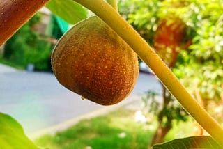 Four Compelling Reasons for Growing a Fig Tree
