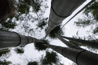 A japanese bamboo forrest