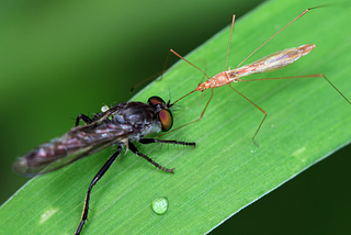 Insect Camouflage: Nature’s Master of Disguise