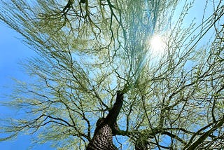 april spring buds on trees, sun, blue skies | © pockett dessert, tree of life