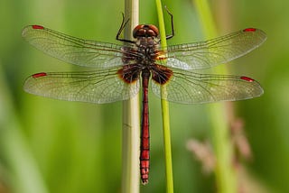 National Dragonfly Day | 2024