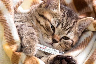 Building a Method to Keep Healthy Kittens Healthy