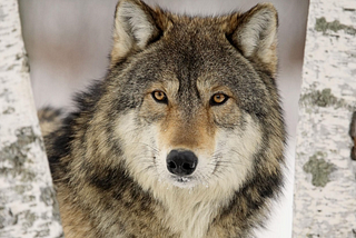 Wolves, parasites and us