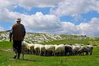 Shepherd & Unity