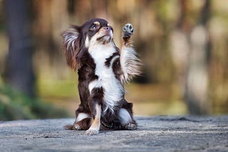 Impressive Tricks to Teach your Dog