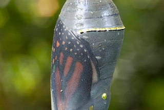 Goo in the Chrysalis