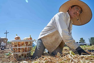 Hunger Ravages Migrant Farm Families in the U.S.