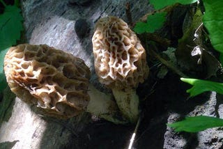 The Morel of the Story