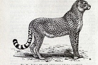 Reintroducing the Cheetah in India