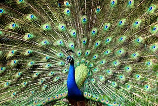 Peacock with fanned out tail.