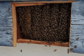 bees living in the wall of a house in san diego