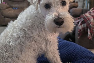 On Pet Loss: Grief Could Really Use a Warning Label