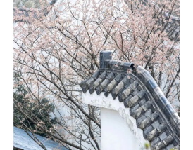 Laowai@Chongqing: Foreign Friends Explore Chongqing’s Cherry Blossom Festival