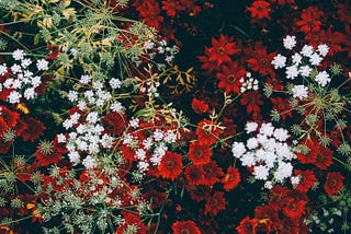 Red and white flowers on the ground — picture taken from above