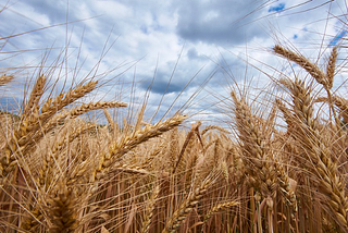 OCT 03. Recess time for grain markets.