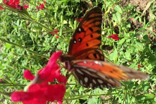 How to Start a Pollinator Garden or Habitat.