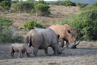 We need a global goal for society to address the nature crisis: nature positive by 2030