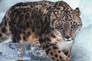 The Snow Leopard: Superb Maxicards (Stamp + Postcard + Postmark — More Or Less Concordant)