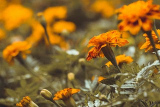 Marigolds and the Mother