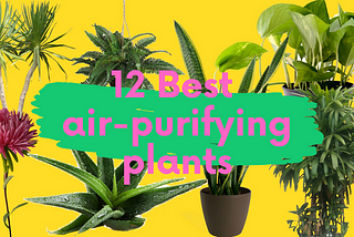 12 NASA recommended air-purifying plants that you must have in your house