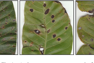 Analysis and Diagnosis of Mango Leaf Diseases through Image Processing.