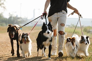 JANUARY IS THE WALK YOUR DOG MONTH