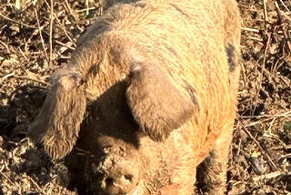 pig in a mud pen