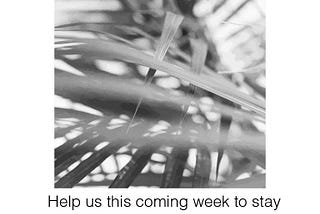 HOLY WEEK: PALM SUNDAY