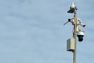 Seagulls On Surveillance Duty