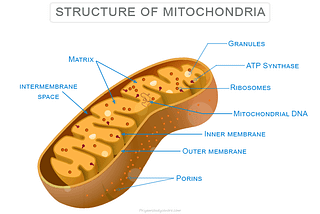 Functions of Mitochondria