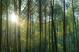 Building a Greener Ummah: Career Paths in Islamic Green Finance & Environmental Management