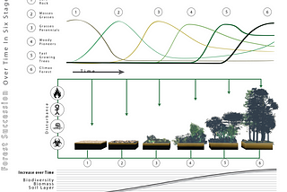 How permaculture can inspire us to redesign our society