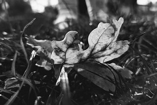 An oak leaf in the grass lit by the sun in black and white.