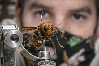 Asian Murder Hornets Vs. Japanese Honeybees